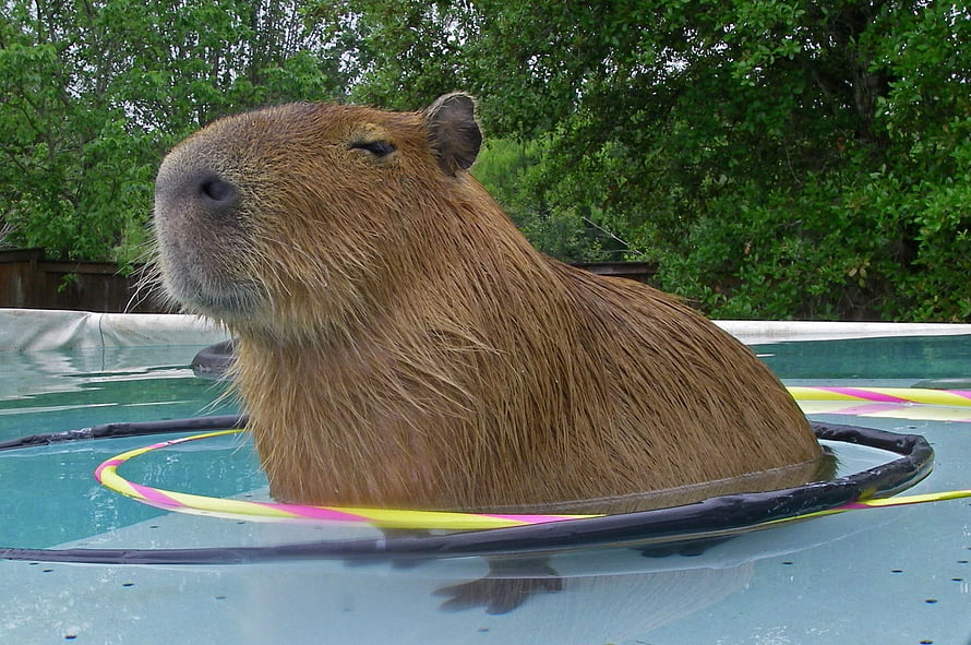 Capybara Relaxing in a Pool with a Colorful Ring HD wallpaper