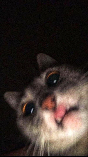 Close-Up Portrait of a Fluffy Cat with Big Eyes in Low Light HD phone wallpaper