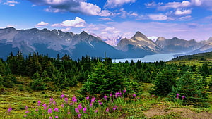 Majestic mountain range overlooking a serene alpine lake with wildflowers and evergreen forest HD wallpaper