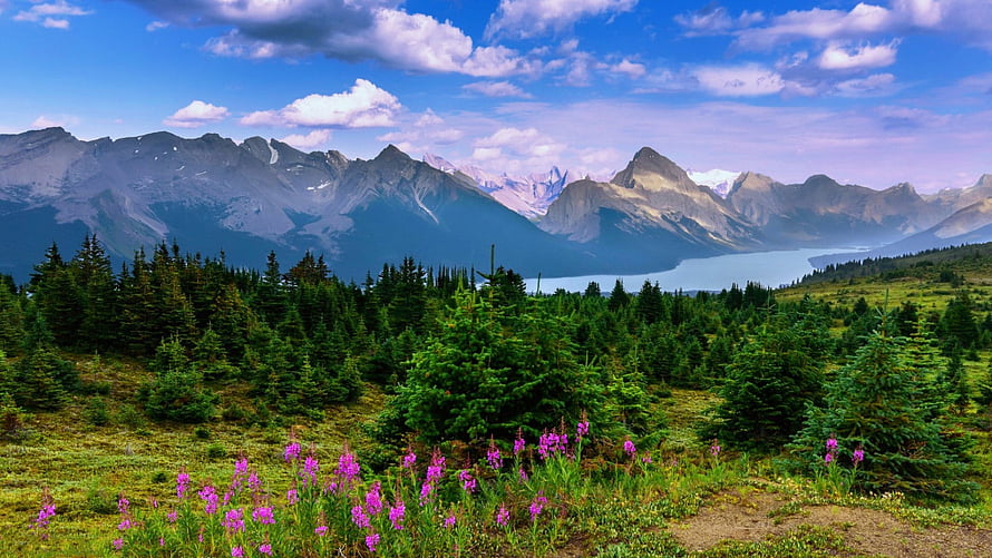 Majestic mountain range overlooking a serene alpine lake with wildflowers and evergreen forest HD wallpaper