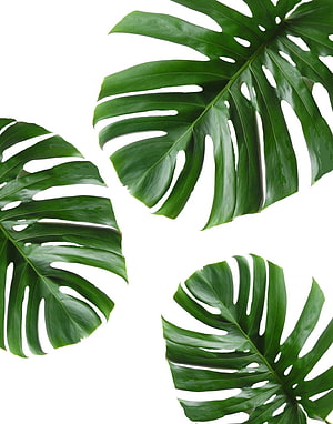 Monstera Deliciosa Leaves on White Background, Tropical Botanical Minimalist Art HD phone wallpaper