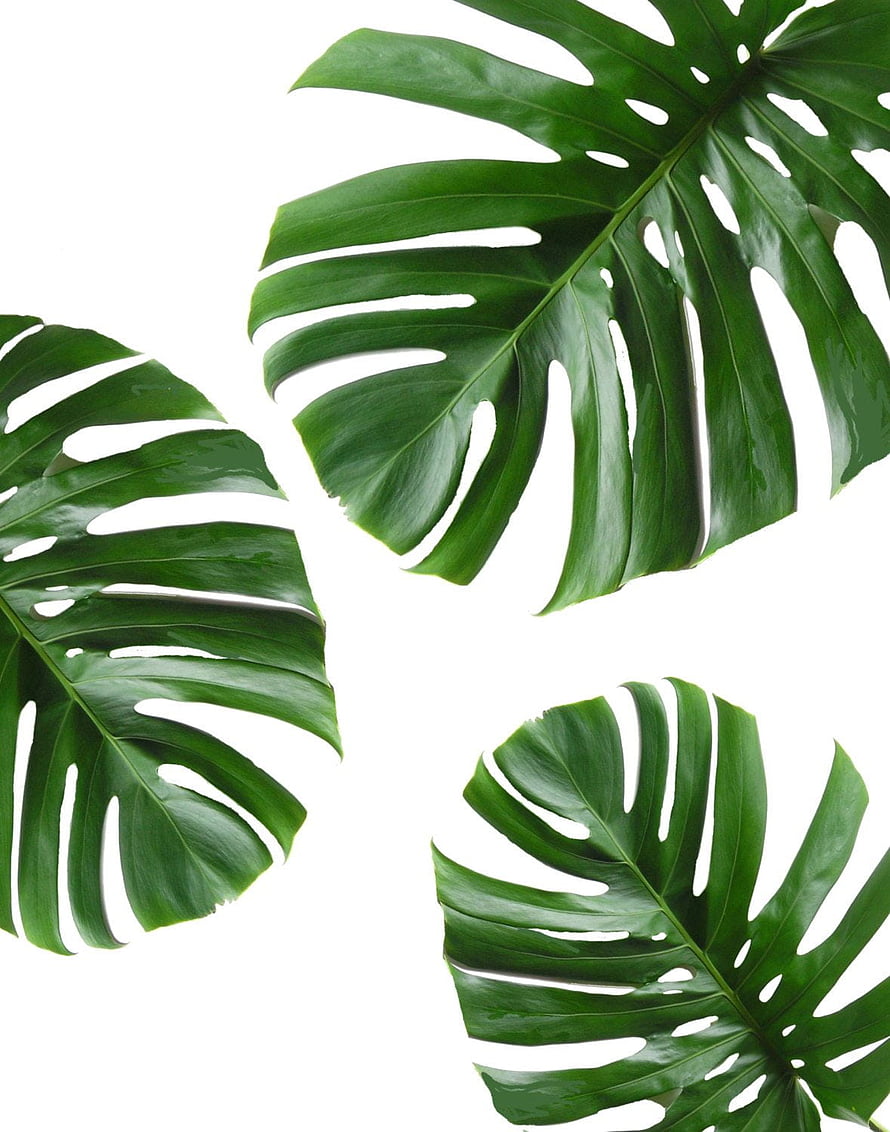 Monstera Deliciosa Leaves on White Background, Tropical Botanical Minimalist Art HD phone wallpaper