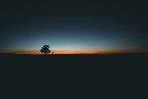 Lone Tree Silhouette Against a Gradient Sunset Sky HD wallpaper