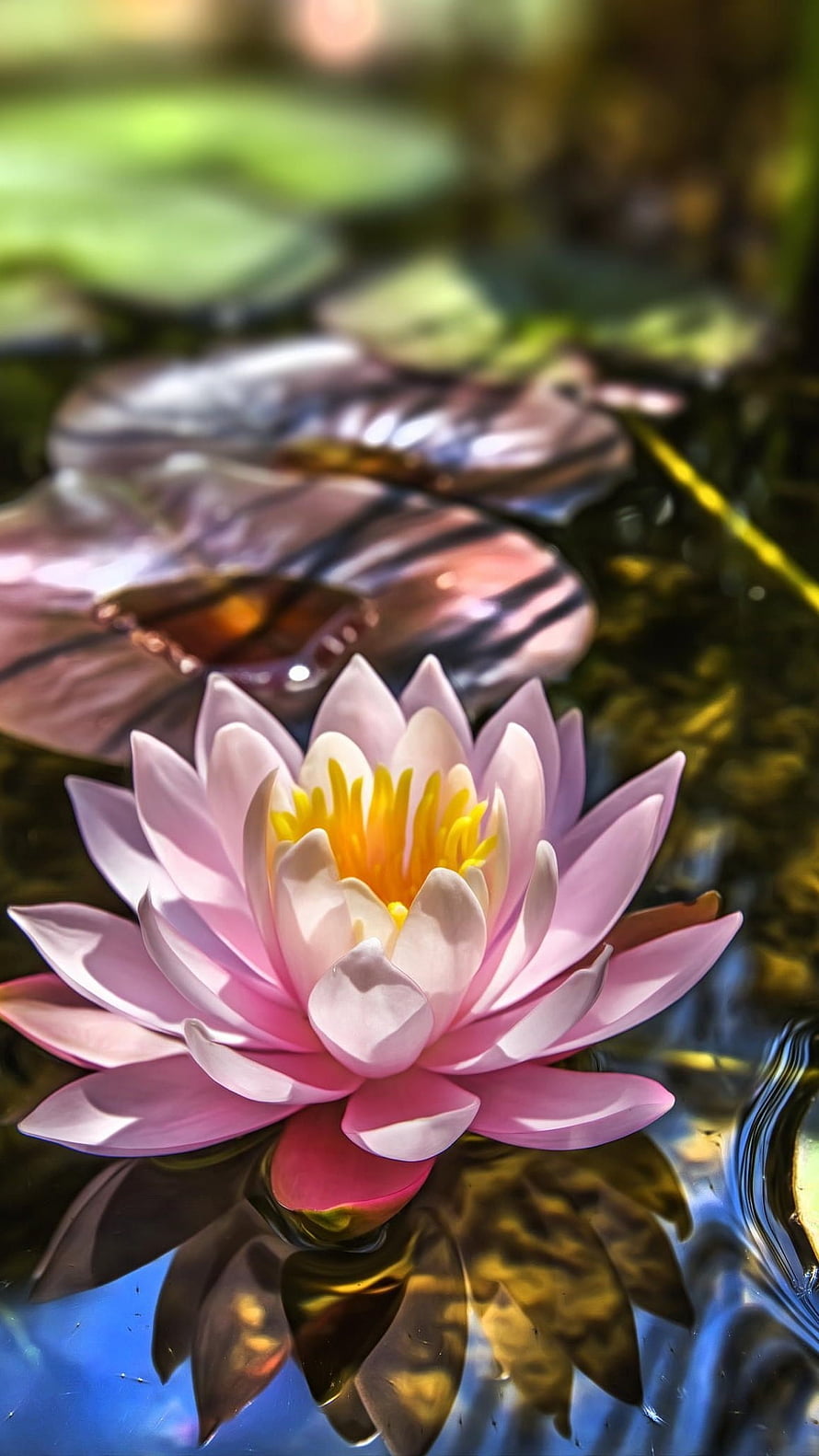 Pink Water Lily Blooming on a Calm Pond with Lush Green Lilies HD phone wallpaper