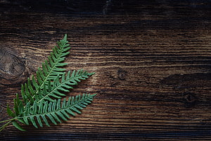 Green Fern Frond on Dark Rustic Wood Surface Minimalist Nature Composition HD wallpaper