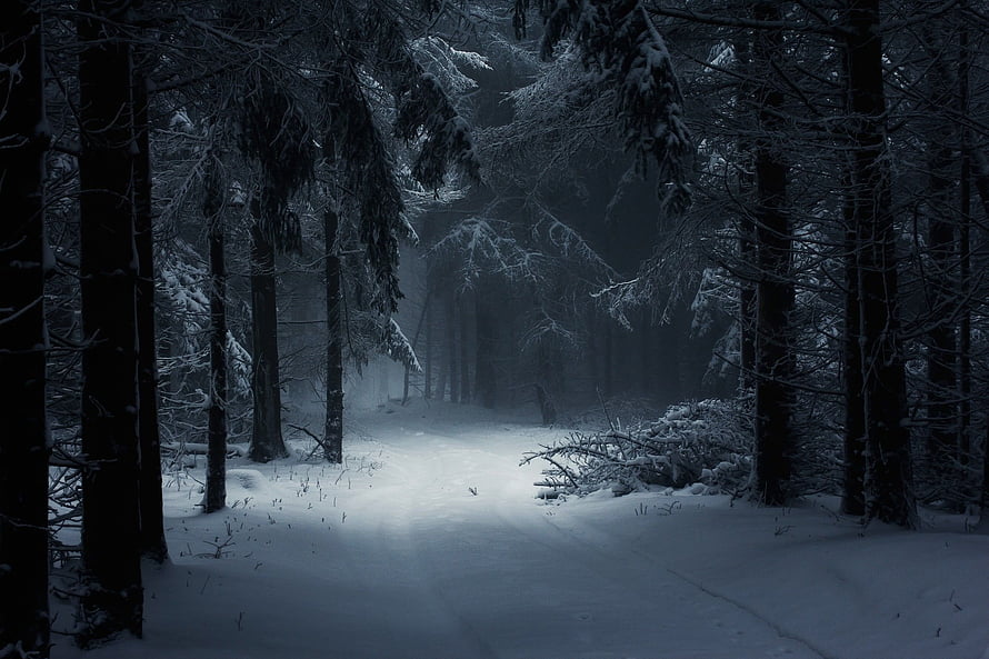 Moody Snow-Covered Pine Forest Path in Monochrome Winter Landscape HD wallpaper