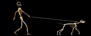 X-Ray Skeleton of a Human Walking a Dog on a Leash Against a Black Background, Amazing Creative Dual Screen Monitor, Funny Dual Screen HD wallpaper