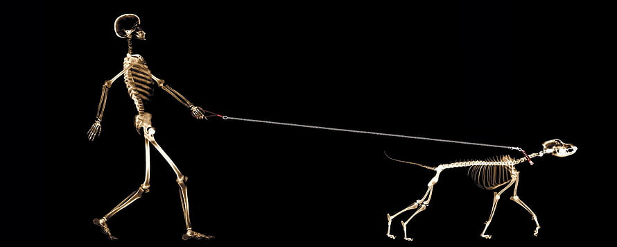 X-Ray Skeleton of a Human Walking a Dog on a Leash Against a Black Background, Amazing Creative Dual Screen Monitor, Funny Dual Screen HD wallpaper