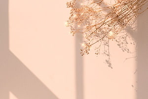 Minimalist Dried Baby's Breath Flowers with Fairy Lights on a Soft Pink Wall HD wallpaper