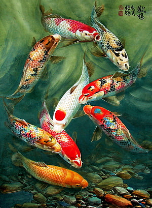 Colorful Koi Fish Swimming in a Pond with Rocks and Water HD phone wallpaper