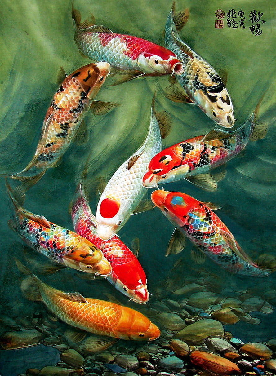 Colorful Koi Fish Swimming in a Pond with Rocks and Water HD phone wallpaper