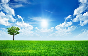Lone Tree on a Vibrant Green Meadow Under a Bright Blue Sky with Fluffy Clouds HD wallpaper