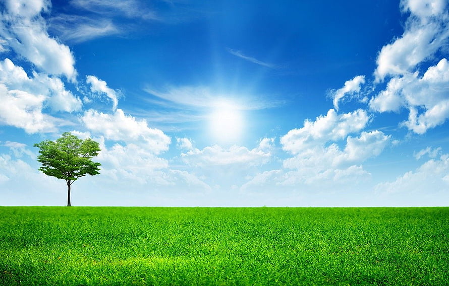 Lone Tree on a Vibrant Green Meadow Under a Bright Blue Sky with Fluffy Clouds HD wallpaper