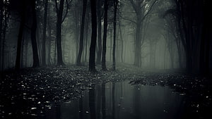 Dark and Mysterious Foggy Forest with Reflections in a Puddle HD wallpaper