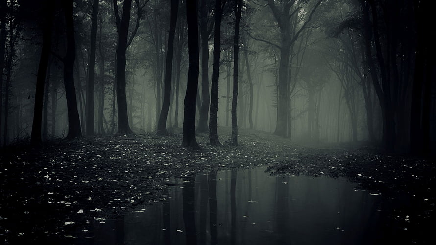 Dark and Mysterious Foggy Forest with Reflections in a Puddle HD wallpaper