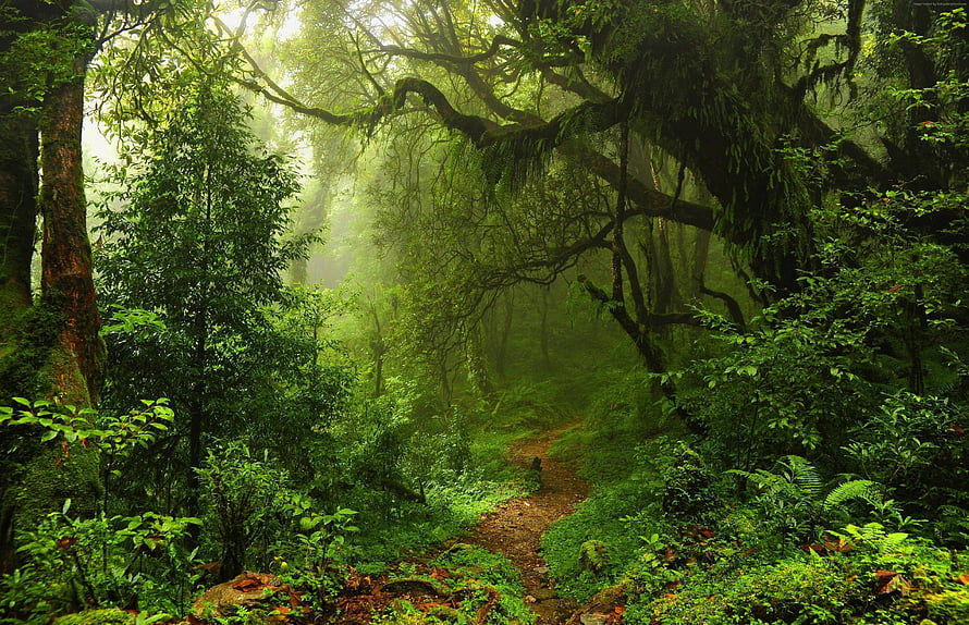 Misty Jungle Trail Winding Through Lush Green Rainforest Canopy HD wallpaper