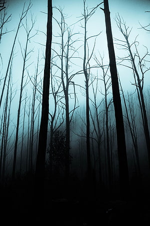 Eerie Silhouetted Dead Trees in a Misty Dark Forest at Night HD phone wallpaper