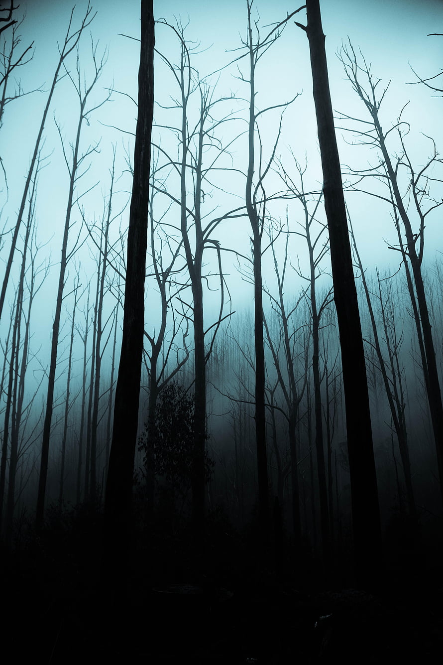 Eerie Silhouetted Dead Trees in a Misty Dark Forest at Night HD phone wallpaper