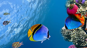 Vibrant Butterflyfish and Tropical Reef Life in Clear Blue Ocean Water HD wallpaper