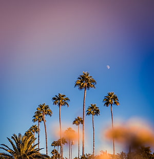 Tall palm trees silhouetted against a gradient blue sky with a crescent moon and warm sunset glow HD phone wallpaper