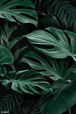 Dark Monstera Deliciosa and Fern Leaves on Black Background HD phone wallpaper