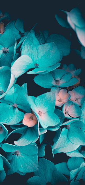 Vibrant Turquoise Hydrangea Blooms Against a Deep Black Background HD phone wallpaper