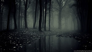 Dark and Mysterious Foggy Forest with Reflections in a Puddle HD wallpaper