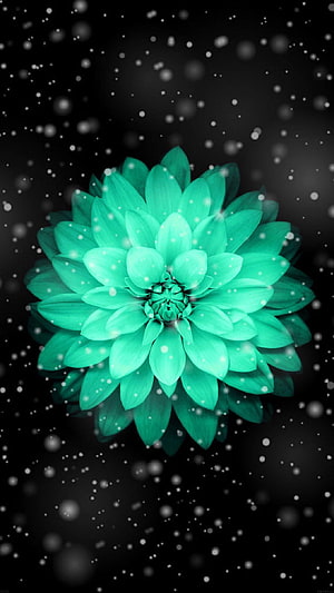 Glowing Turquoise Chrysanthemum with Snowfall on Black Background HD phone wallpaper