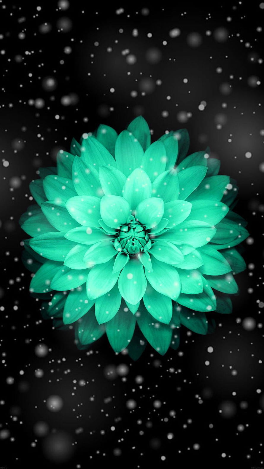 Glowing Turquoise Chrysanthemum with Snowfall on Black Background HD phone wallpaper