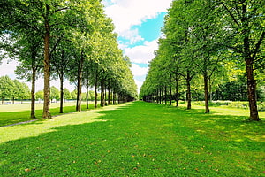 Symmetrical Tree Allée in a Lush Green Park Under a Bright Blue Sky HD wallpaper