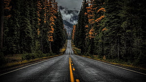 Moody Forest Highway Stretching Toward Misty Mountain Peaks HD wallpaper