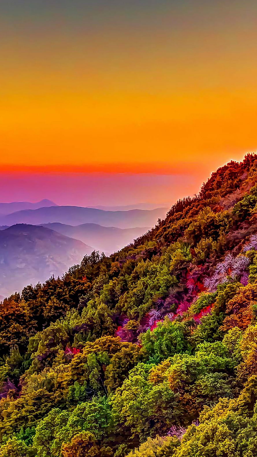 Vibrant Mountain Forest at Sunset with Layered Misty Ridges and Warm Sky HD phone wallpaper