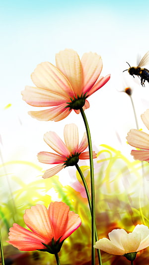 Pastel Cosmos Flowers and Bumblebee in a Bright Spring Meadow HD phone wallpaper