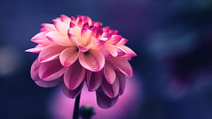 Pink Dahlia Flower Close-Up With Soft Purple Bokeh Background HD wallpaper