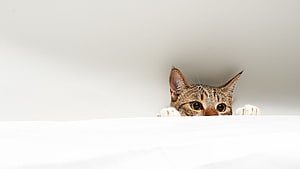 Curious Tabby Cat Peeking Over White Surface With Playful Paws HD wallpaper