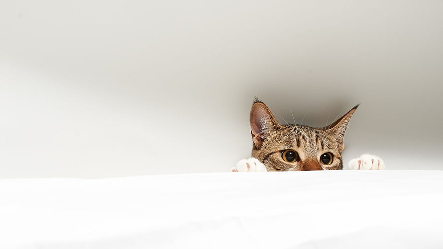 Curious Tabby Cat Peeking Over White Surface With Playful Paws HD wallpaper