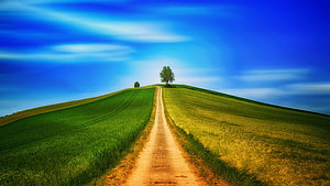 Sunny Countryside Road Leading to a Hilltop Tree Under a Bright Blue Sky HD wallpaper