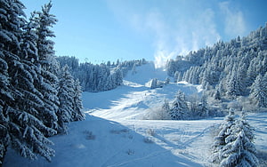 Serene Winter Ski Slope Surrounded by Snow-Covered Pine Trees Under Blue Sky HD wallpaper