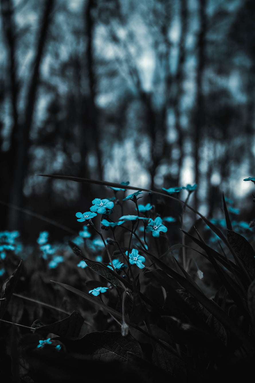 Mystical Blue Flowers in Dark Forest with Moody Atmosphere HD phone wallpaper