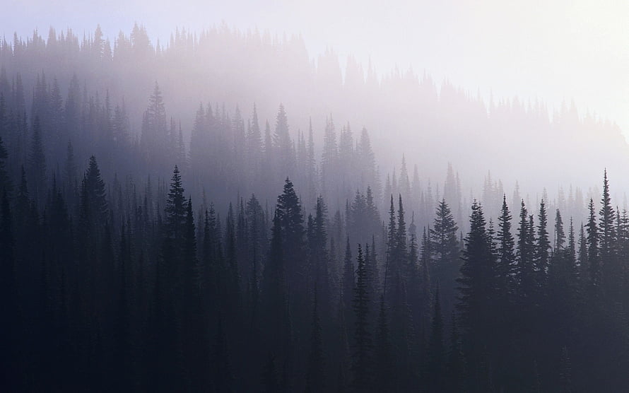 Misty Evergreen Forest Silhouettes in Soft Morning Fog HD wallpaper