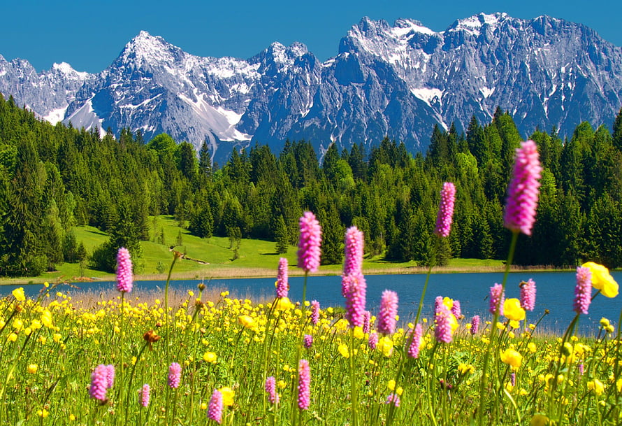 Alpine Lake Landscape With Snow-Capped Peaks And Vibrant Pink Wildflowers In A Green Meadow HD wallpaper