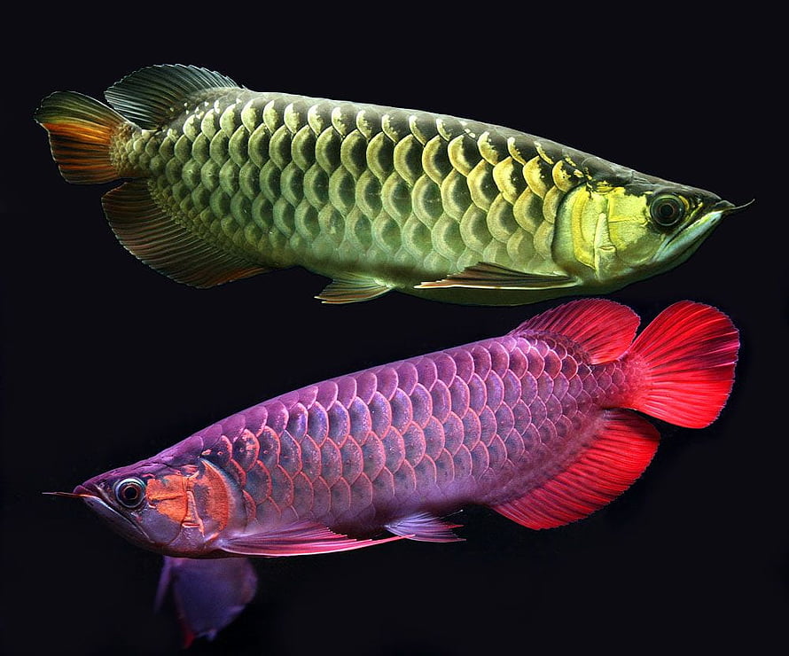 Green and Red Arowana Fish with Large Scales on Black Background HD wallpaper