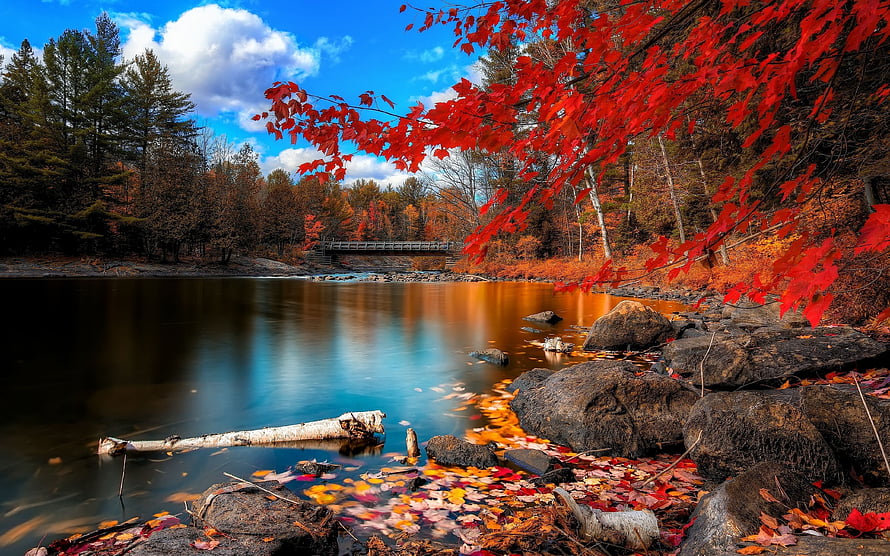Vibrant Autumn Foliage on a Calm Lake with Red Maple Leaves and Rocky Shore HD wallpaper