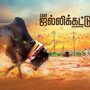 Jallikattu Bull Running in Tamil Nadu Festival Arena HD phone wallpaper