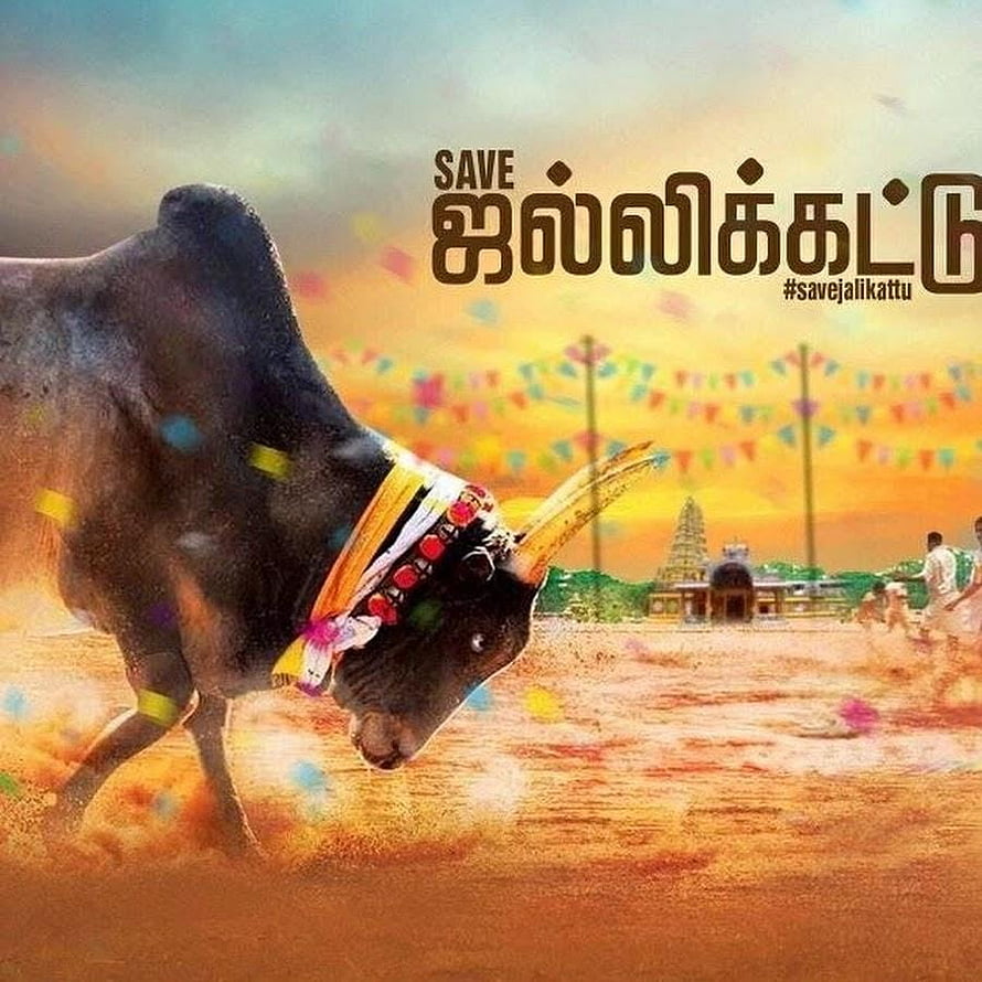 Jallikattu Bull Running in Tamil Nadu Festival Arena HD phone wallpaper