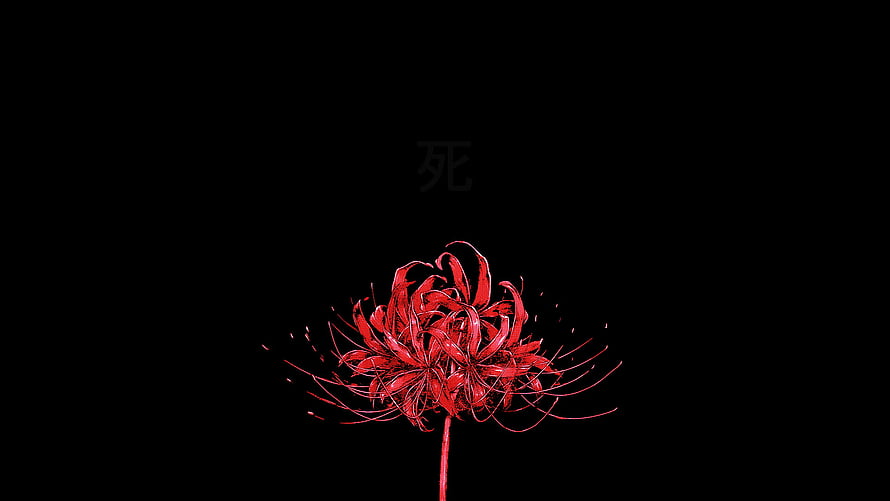 Red Spider Lily Lycoris Radiata on Black Background HD wallpaper