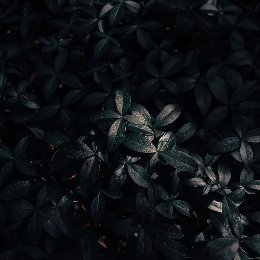 Dark moody close-up of glossy green leaves with dramatic shadows and deep forest atmosphere HD phone wallpaper