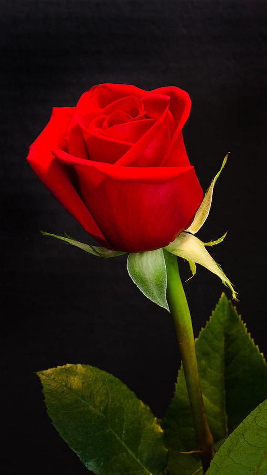 Vibrant Red Rose Bud on Black Background with Green Leaves HD phone wallpaper