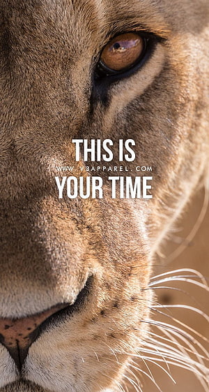 Close-up lion face with motivational quote text overlay for home decor HD phone wallpaper