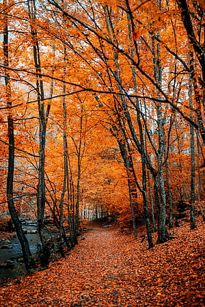 Vibrant Orange Autumn Forest Path Lined With Tall Trees And Fallen Leaves HD phone wallpaper